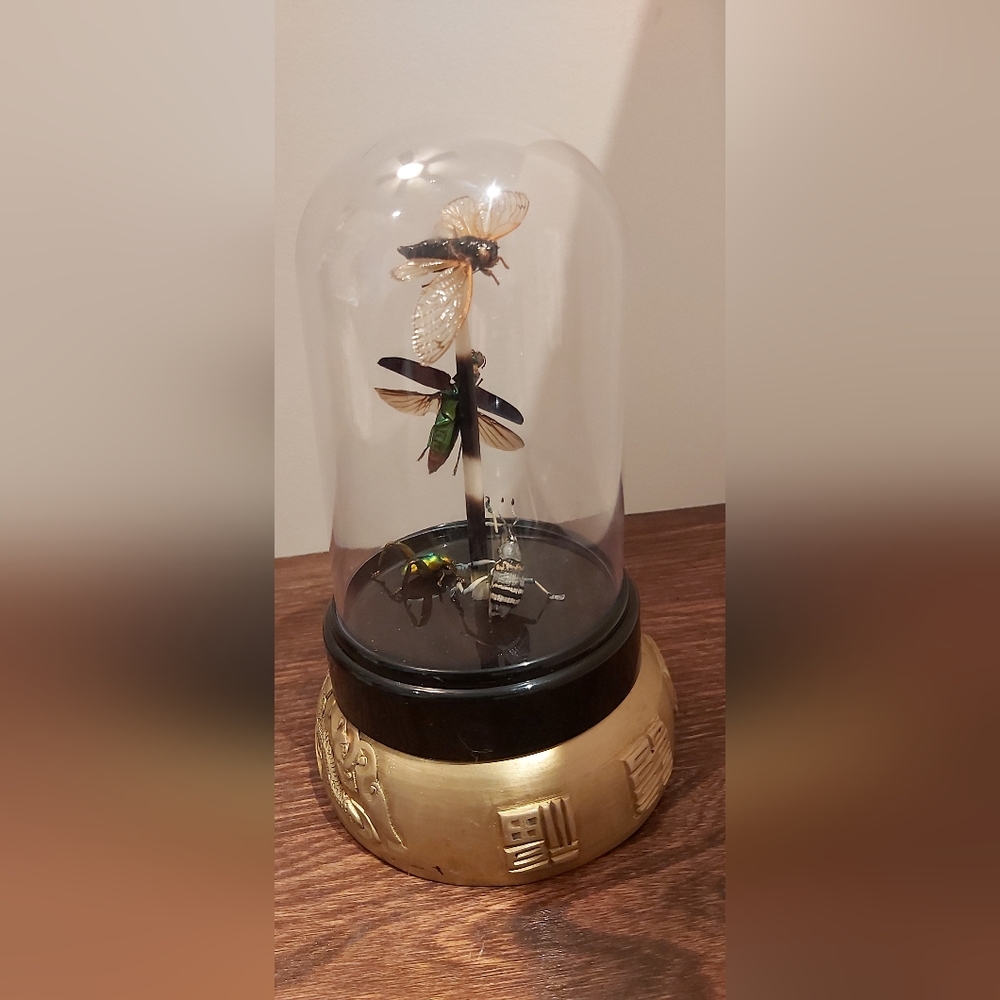 Insect Display Dome with Gold Base